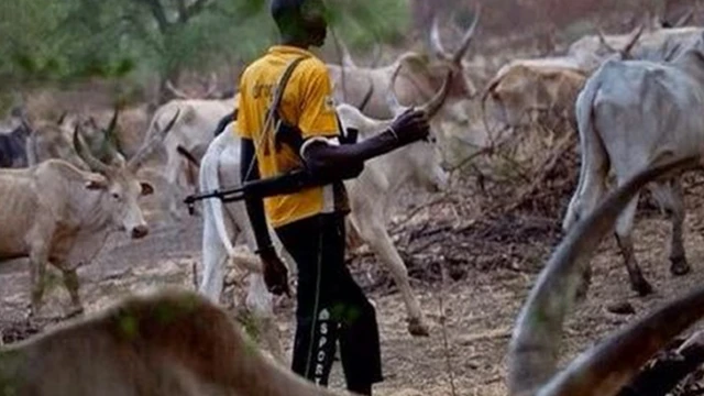Fulani darndarn to gbe ibọn lọwọ ati awọn maalu to n da