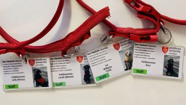 小狗们的职员证