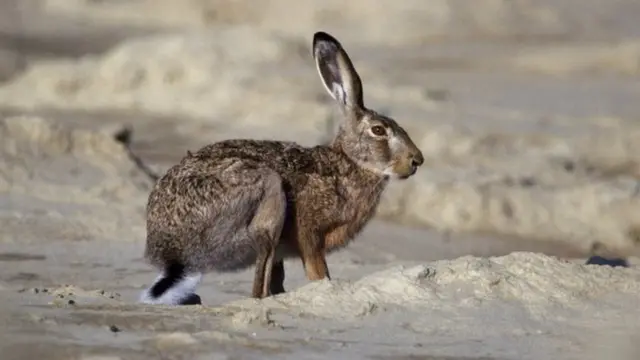 Sungura wa hudhurungi