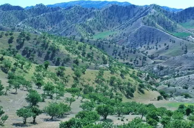 افغانستان