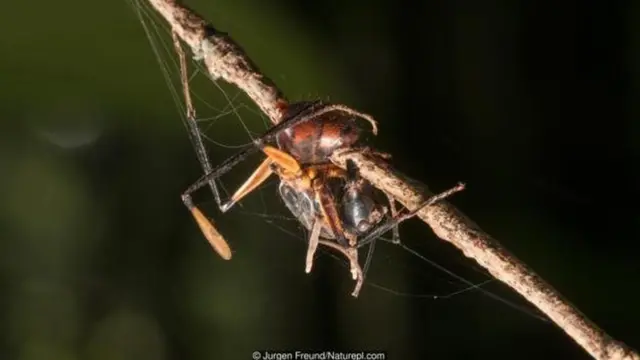 Formiga morta (Formicidae sp) infestada por fungo Ophiocordyceps