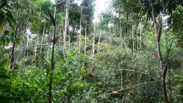 Bambu crescendo no interior da floresta