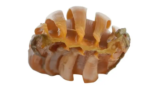 알 지갑에 있는 융기된 상단은 배아가 자라는 동안 배아를 보호하는 데 도움이 될 수 있다