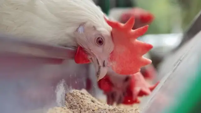 கோழிக்கறி