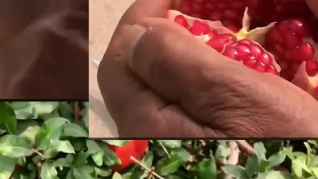 దానిమ్మ పండ్లు