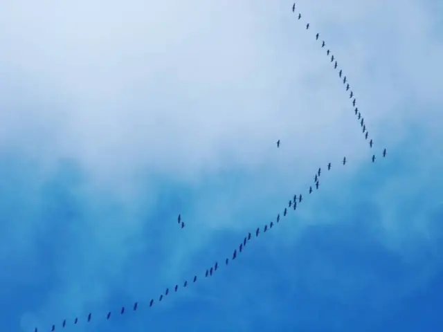 птахи