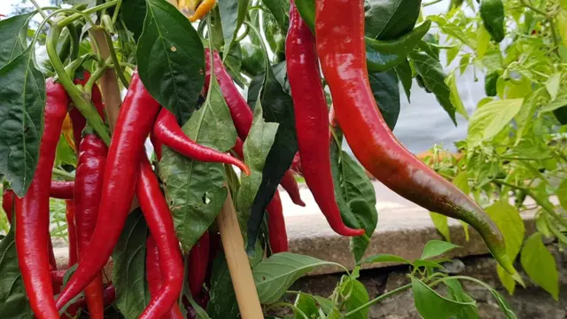 พริกแดง