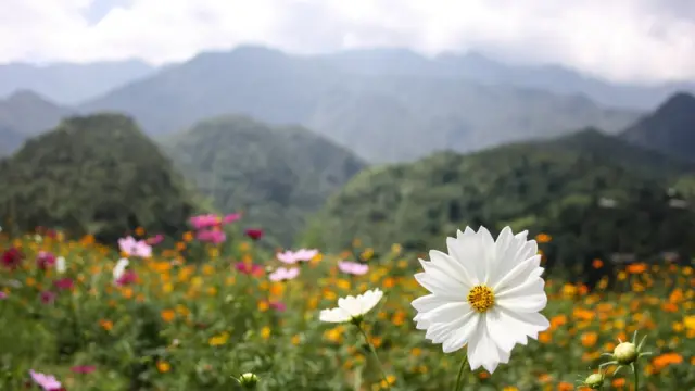 Flores