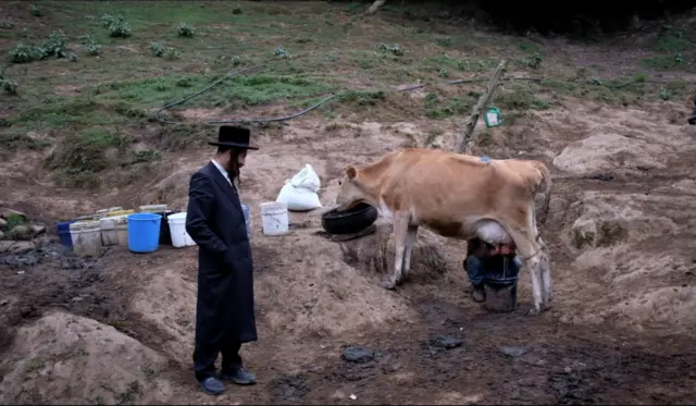 Aaron supervisando el ordeño.