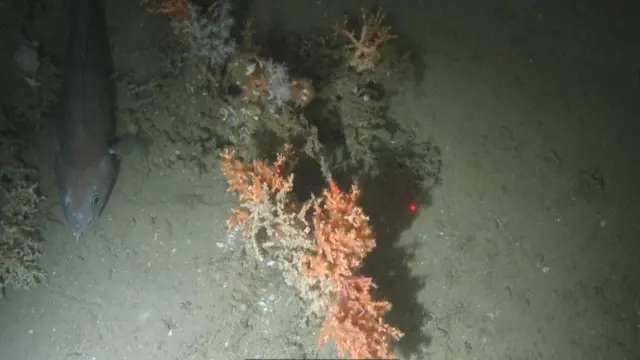 حماية الشعاب المرجانية في المملكة المتحدة