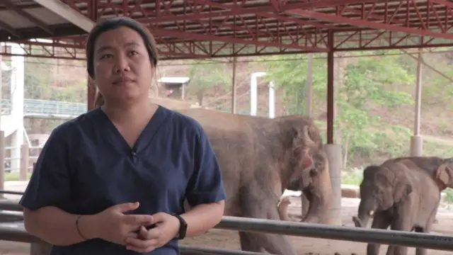 ช้างบ้านกลับถิ่น