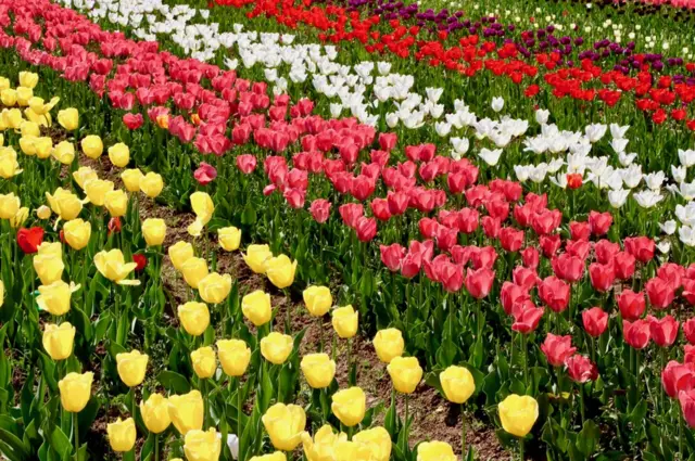 ట్యులిప్ గార్డెన్