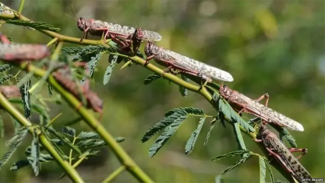 ਟਿੱਡੀ ਦਲ