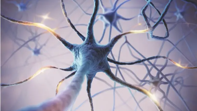 ภาพวาดสามมิติของเซลล์ประสาท