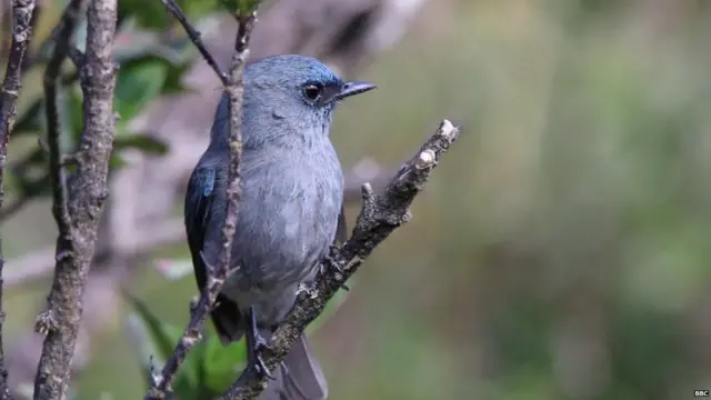 හෝටන් තැන්න