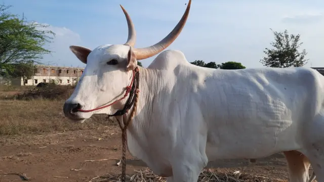 हरण्या बैल