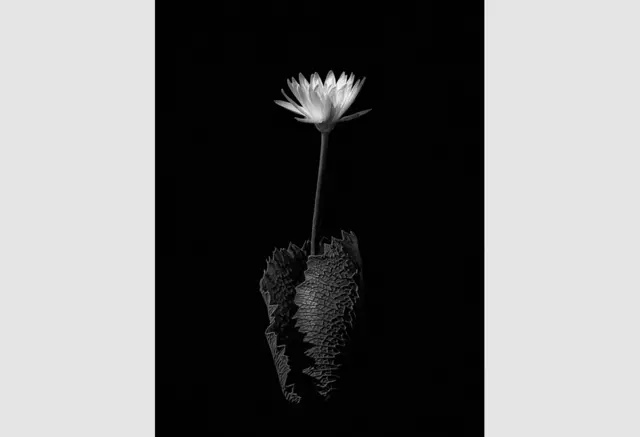 Water Lily by Don Rice