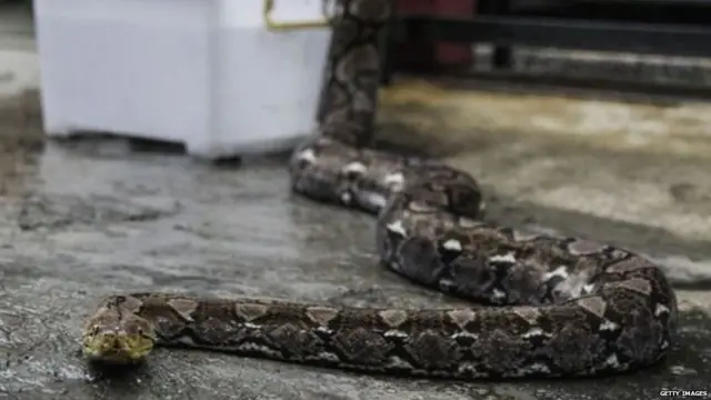 રેટિક્યૂલેટેડ અજગરનો ફોટોગ્રાફ