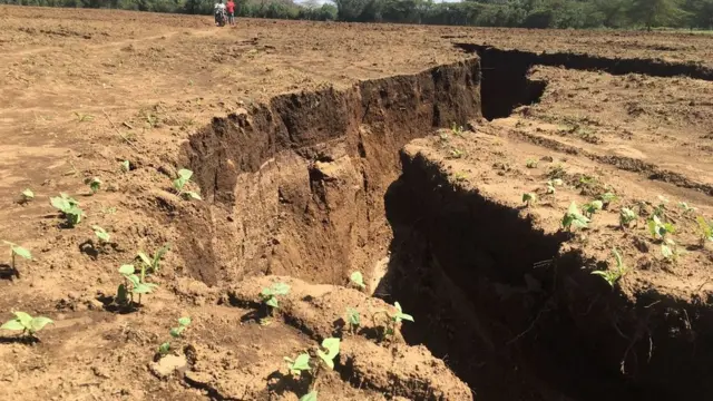Ufa umegawa shamba hili lililopandwa maharagwe mara mbili
