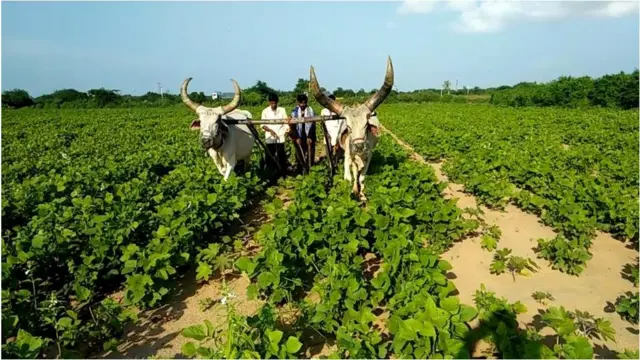 કચ્છના શીખ ખેડૂતો