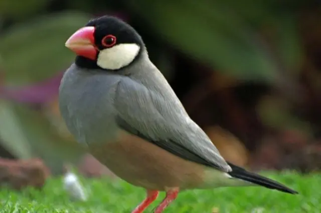 นกกระจอกชวา