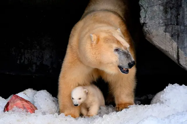2020年2月27日，哥本哈根动物园