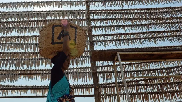 बोंबिल, बॉंबे डक, BOMBAY DUCK