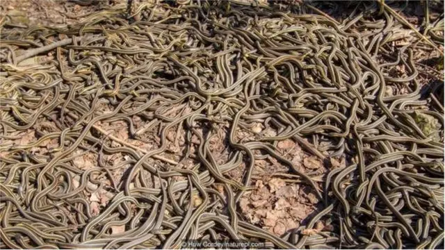 सांप सेक्स