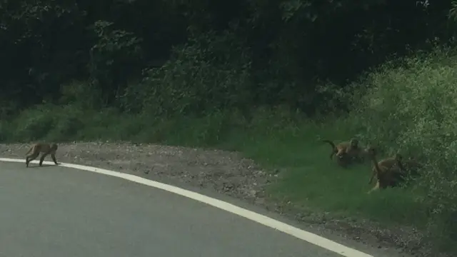 વાંદરાઓની તસવીર