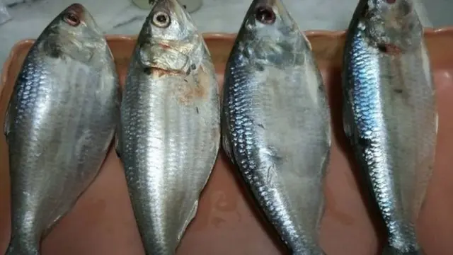 ইলিশ সাগরের মাছ হলেও ডিম পাড়তে ঝাঁকে ঝাঁকে তারা নদীতে ঢোকে - আবহমান কাল থেকে ইলিশ-প্রিয় বাঙালি সেটাই জেনে এসেছে।