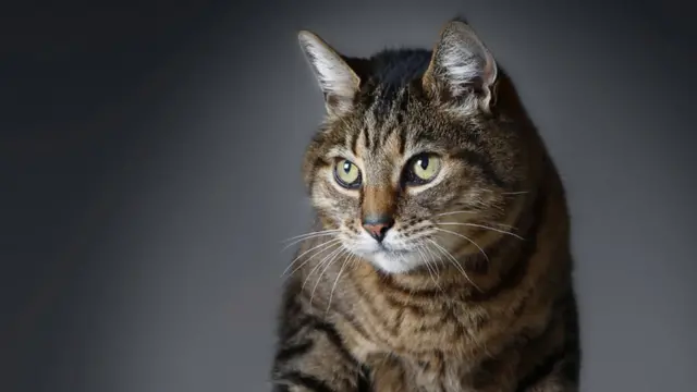 猫咪独处时也经常呜呜叫,据信这能够促进猫咪骨骼和组织生长。