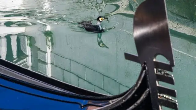 Katika jiji la Venice, bila ya uwepo wa watalii na meli kubwa za kifahari za wasfiri, maji yamekuwa safi zaidi na bata huyu anaonekana kufaidi kuogelea bila bughudha katika mitaa yake inayozungukwa na kuunganishwa na maji.