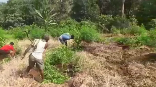 గంజాయి పంటను నాశనం చేస్తున్న గిరిజనులు