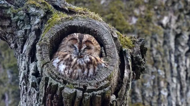 Эта птица семейства совиных становится круглой по форме дупла