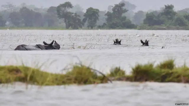 काजीरंगा नेशनल पार्क