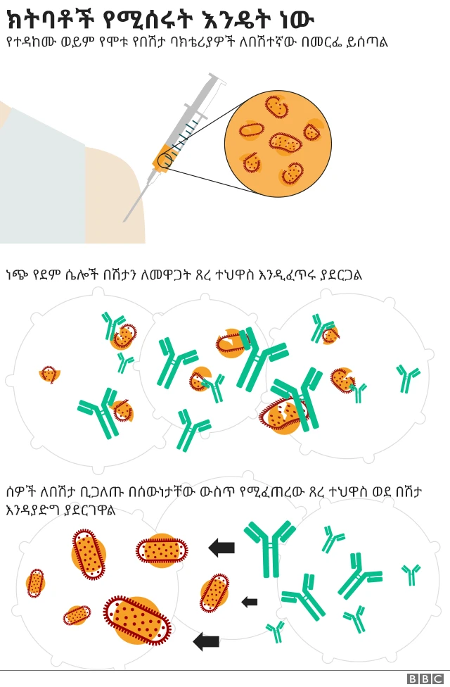 ክትባት እንዴት ነው የሚሰራው