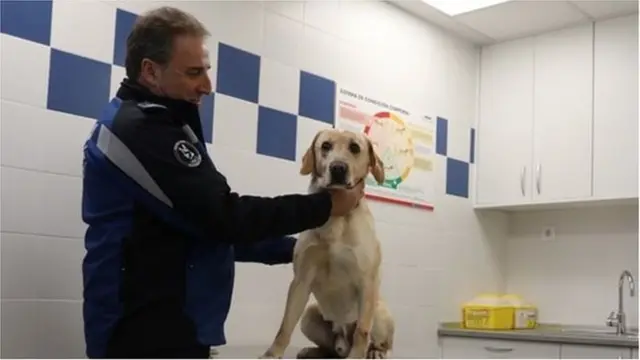 اسپانیا سگ های ردیاب