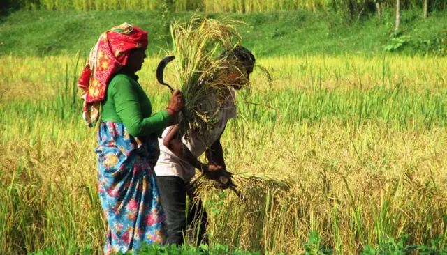 शुक्लाफाँटा नगरपालिकास्थित पिपलाडीका किसान दम्पती धान काट्दै, दशैँमा पनि किसानलाई खेतमा पाकेको धान काट्ने चटारो छ