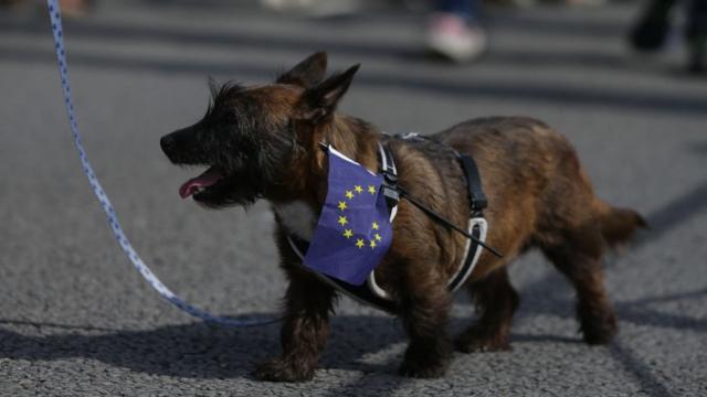 插歐盟旗的寵物狗