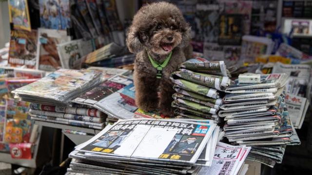 香港某報攤前一隻貴婦犬站在一疊供「免費取閲」的《蘋果日報》前（18/6/2011）