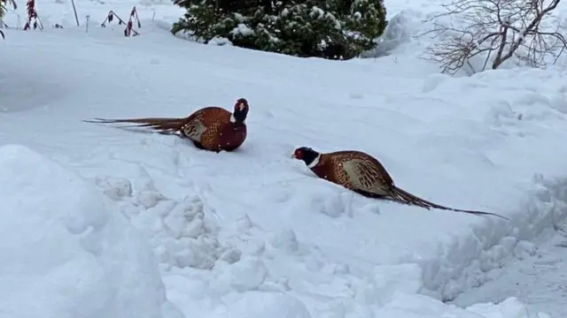 الحياة البرية وسط الجليد