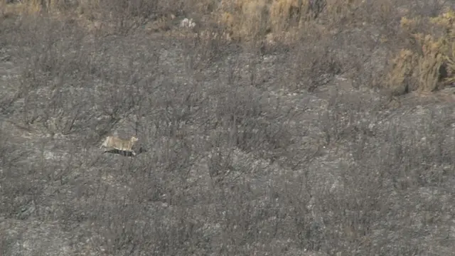 Paarkii Biyyaalessaa Gaarrewwan Arsii gubate agarsiisu