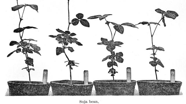 Ilustração datada de 1896, atribuída à Secretaria de Agricultura dos EUA, mostra pés de soja