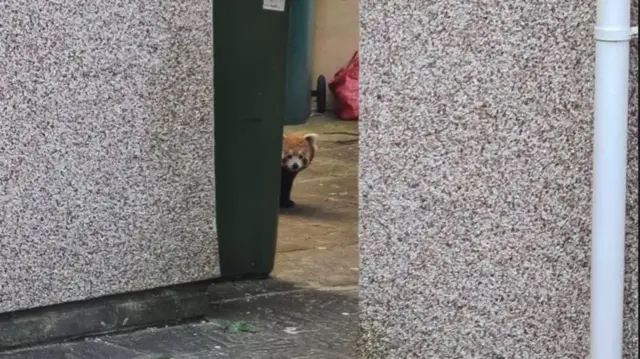 одбегла црвена панда