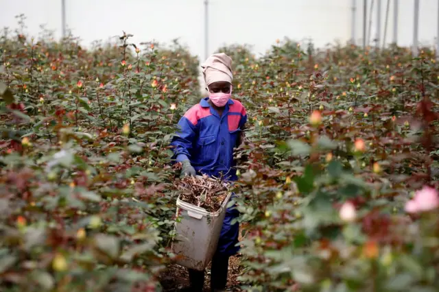 Un ouvrier traverse des rangées de roses dans une serre en portant un équipement de protection