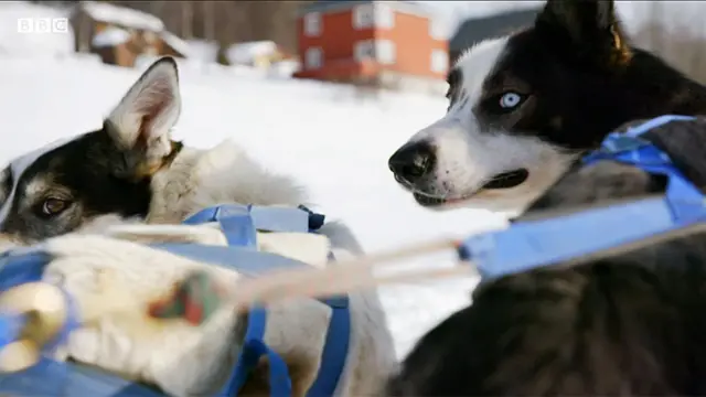 Perros