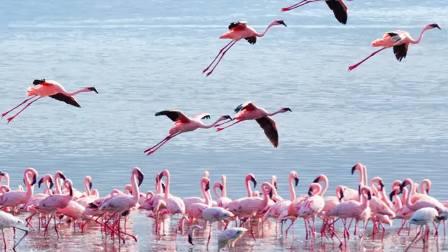 Flamencos en un lago en Kenia