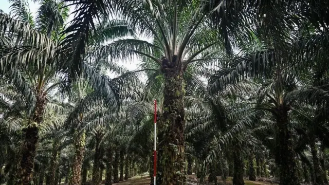 இந்தியாவுக்கு மலேசியா முக்கிய பாமாயில் ஏற்றுமதியாளராக உள்ளது.