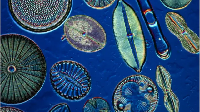 एक्ट्रीमोफ़ाइल्स