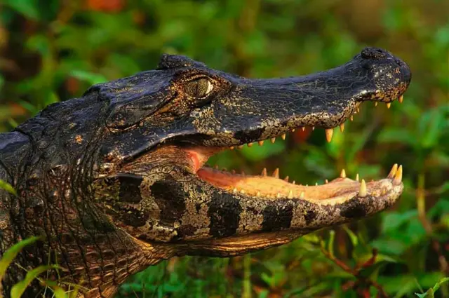 Un crocodile avec sa bouche ouverte